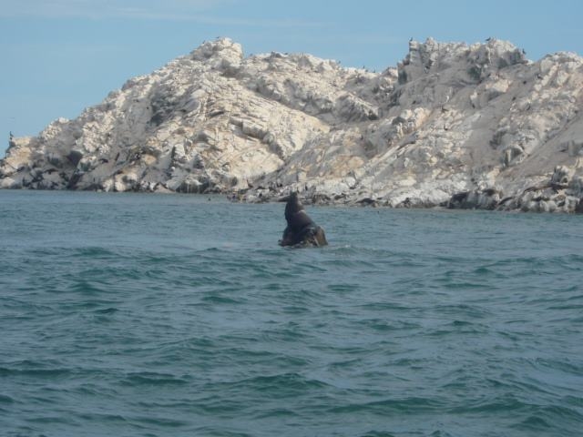  海狮 